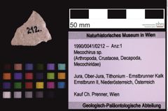 Foto (Objekt + Etiketten) von Mecochirus sp. (NHMW-GEO-1990-0041-0212)